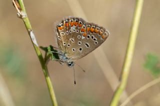 okgzl Mavi (Polyommatus icarus)