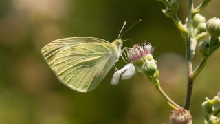 Kk Beyazmelek (Pieris rapae)