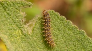 Gzel parhan (Melitaea trivia)