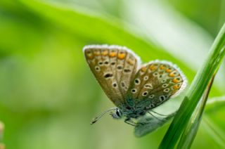 okgzl Esmer (Aricia agestis)