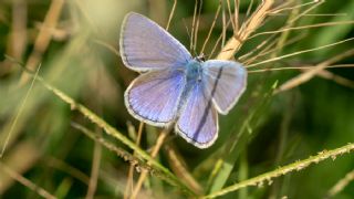 okgzl Esmer (Aricia agestis)