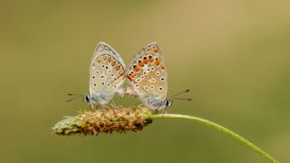 okgzl Mavi (Polyommatus icarus)