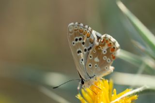 okgzl illimavi (Polyommatus coridon)