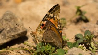 Diken Kelebei (Vanessa cardui)