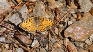 Gzel parhan (Melitaea trivia)