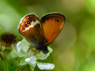 Funda Zpzp Perisi (Coenonympha arcania)