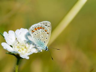 okgzl Geranium Mavisi (Polyommatus eumedon)