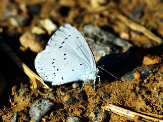 Kutsal Mavi (Celastrina argiolus)