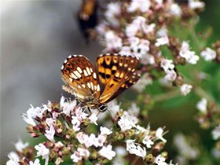 ncili Kelebek (Hamearis lucina)