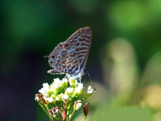 Mavi Zebra (Leptotes pirithous)