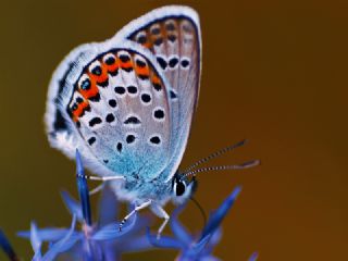 Gm Lekeli Esmergz (Plebejus argus)