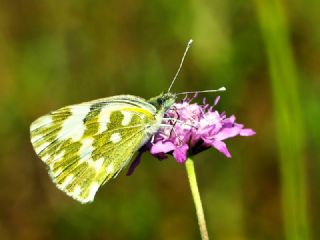 Yeni Beneklimelek (Pontia edusa)