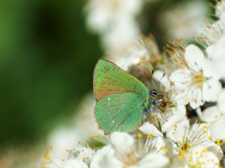 Zmrt (Callophrys rubi)