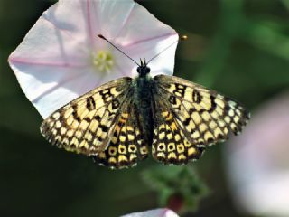 parhan (Melitaea cinxia)