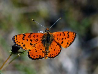 Benekli parhan (Melitaea didyma)