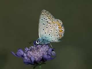 okgzl Mavi (Polyommatus icarus)