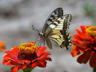 Krlangkuyruk (Papilio machaon)