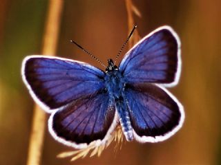 Tr almalar ([unknown genus] n/a)