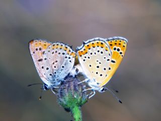 Kk Ate Gzeli (Lycaena thersamon)