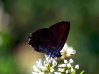 Minik Sevbeni (Satyrium acaciae)