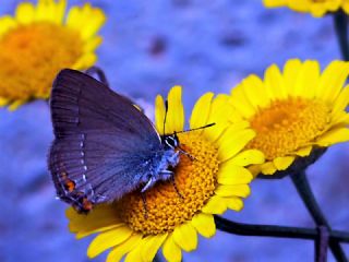 Minik Sevbeni (Satyrium acaciae)