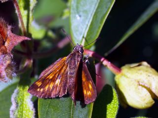 Orman Zpzp (Ochlodes sylvanus)