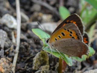 Benekli Bakr Gzeli (Lycaena phlaeas)