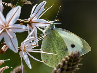 Byk Beyazmelek  (Pieris brassicae)