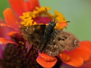 Hatmi Zpzp (Carcharodus alceae)