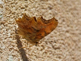 Anadolu Yrtkprt (Polygonia egea)