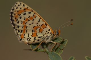 Benekli parhan (Melitaea didyma)