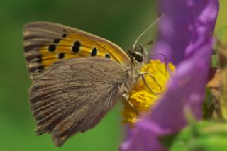 Benekli Bakr Gzeli (Lycaena phlaeas)