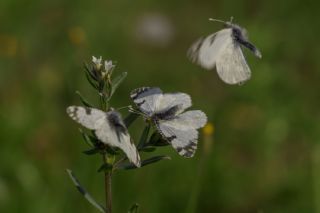 Da Oykls (Euchloe ausonia)