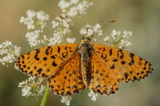 Benekli parhan (Melitaea didyma)