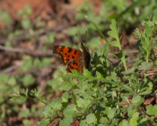 Yrtk Prtk (Polygonia c-album)