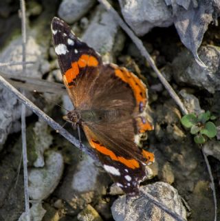 Atalanta (Vanessa atalanta)