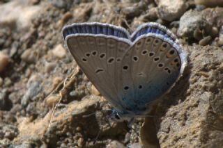 Trkmenistan Esmergz (Plebejus zephyrinus)