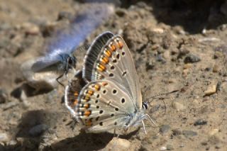 ranl Esmergz (Plebejus iranicus)