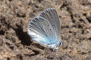 Tr almalar ([unknown genus] n/a)