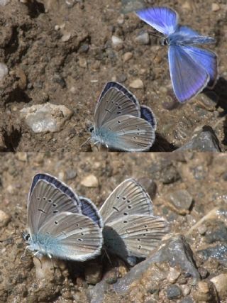 Tr almalar ([unknown genus] n/a)