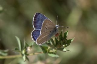 Tr almalar ([unknown genus] n/a)