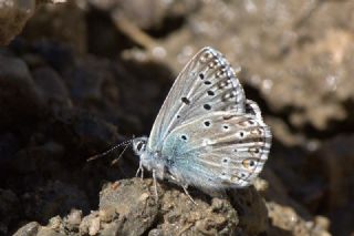 Tr almalar ([unknown genus] n/a)