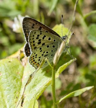 sli Bakr Gzeli (Lycaena tityrus)