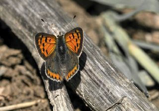 Benekli Bakr Gzeli (Lycaena phlaeas)