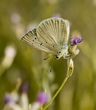 Mezopotamya okgzls (Polyommatus dama)