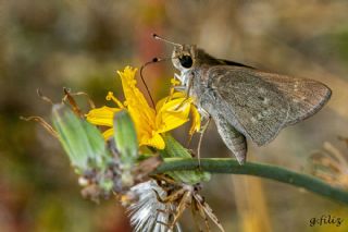 Nostrodamus (Gegenes nostrodamus )