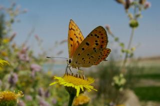 Kk Ate Gzeli (Lycaena thersamon)