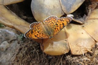 Benekli Byk parhan (Melitaea phoebe)