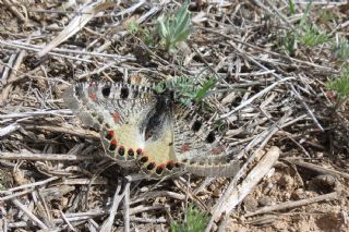 Yalanc Apollo (Archon apollinus)