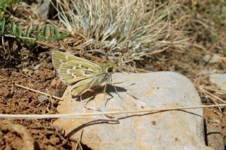 Gm Benekli Zpzp (Hesperia comma)